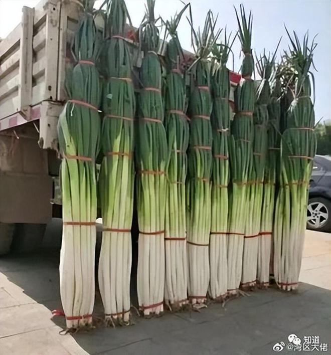 高周总欣然接受称山东葱王268网友调侃海尔老总不如山东大葱(图1)